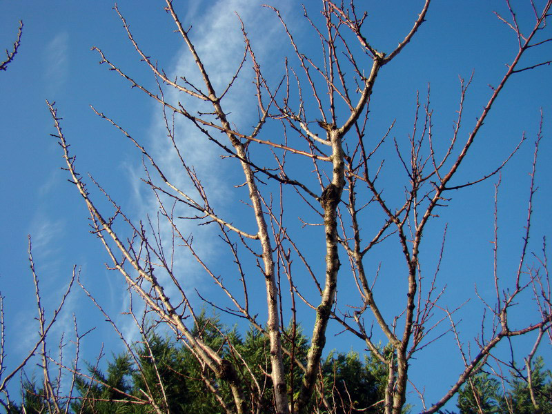 Sviluppo vegetale dell'' albicocco Prunus armeniaca